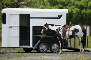 assurance van chevaux